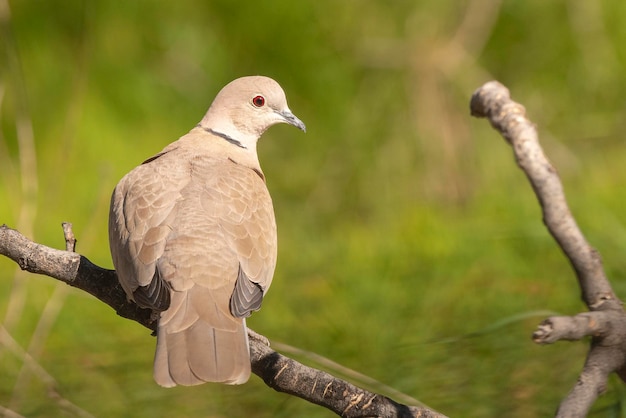 Eurasian collared dove Streptopelia decaocto Malaga Spain