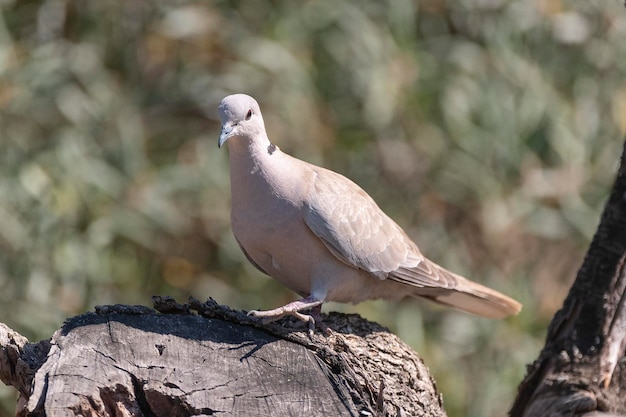 Eurasian collared dove (Streptopelia decaocto) Malaga, Spain