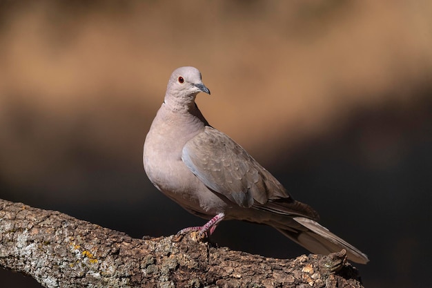 Eurasian collared dove (Streptopelia decaocto) Malaga, Spain