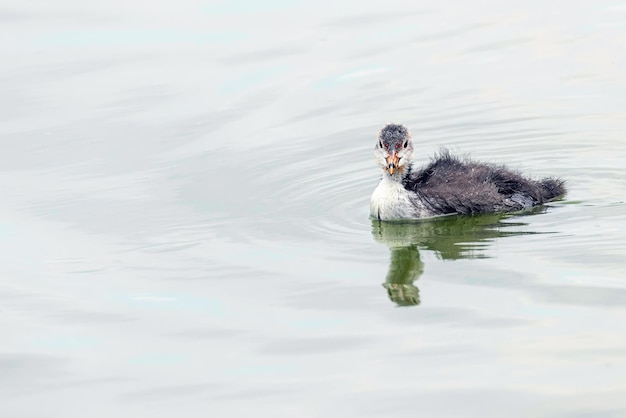 Eurasian Coot Chick (Fulica atra) Swimming