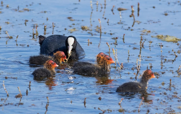 Eurasian coot Fulica atra The parent feeds the chicks