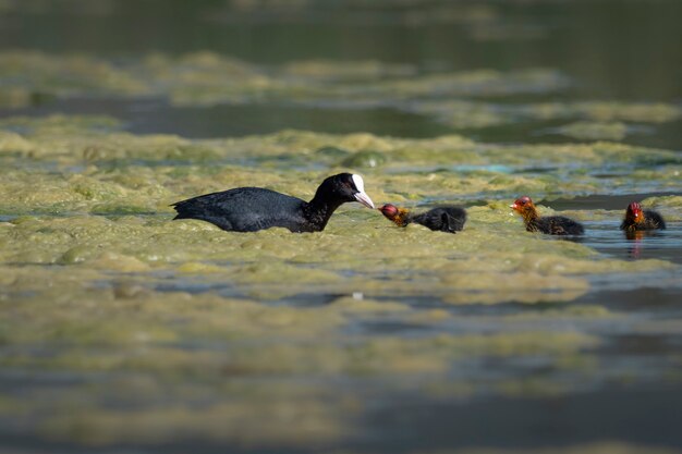 eurasian coot with its chicken in a lake during spring birdwatching in a small lake in spain