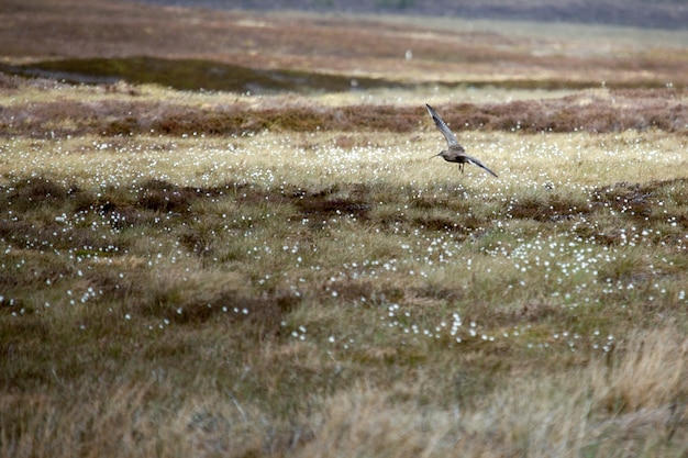 Eurasian Curlew Numenius arquata