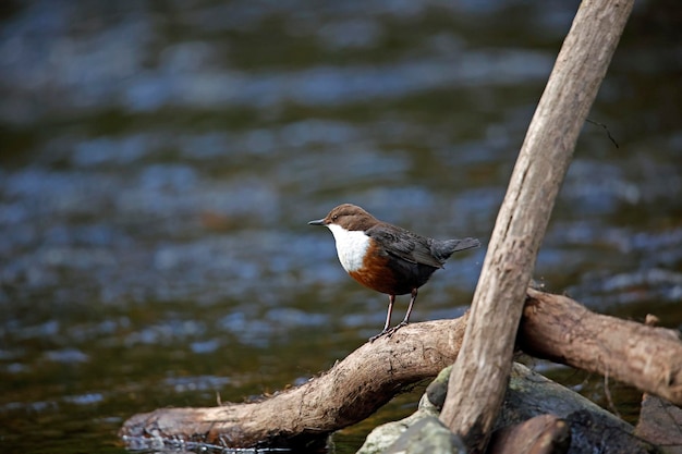 Eurasian dippers displaying and collecting nest material