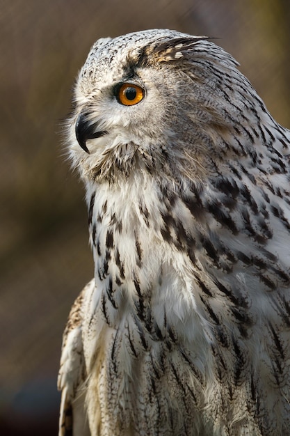 Eurasian eagle owl