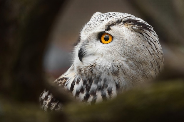 Eurasian eagle owl