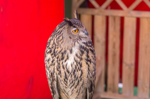 The Eurasian eagleowl Bubo bubo