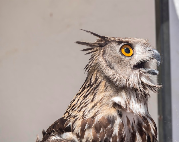 Eurasian EagleOwl Bubo bubo