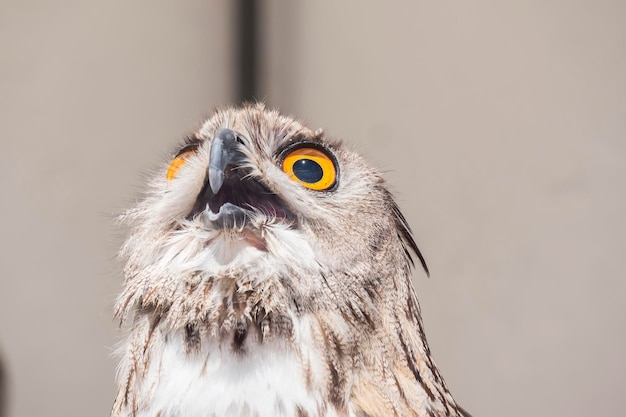 Eurasian EagleOwl with open beak Bubo bubo