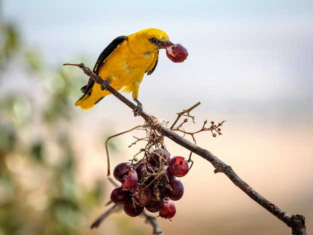 Eurasian golden oriole (Oriolus oriolus). Bird eating grapes.