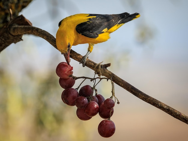 Eurasian golden oriole (Oriolus oriolus). Bird eating grapes.