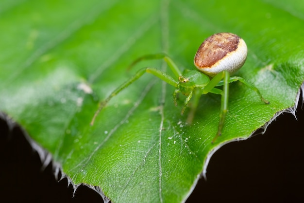 Eurasian green crab spider (diaea dorstata) sitting in the grass.