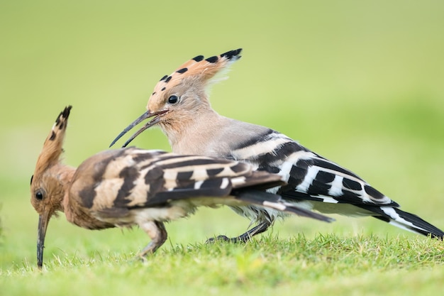 Eurasian hoopoe closeup on natural green grass background