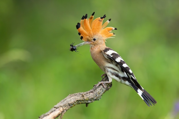 Eurasian hoopoe holding insect in beak in summer environment