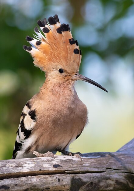 Photo eurasian hoopoe upupa epops a bird spreads its crest and sits on a log