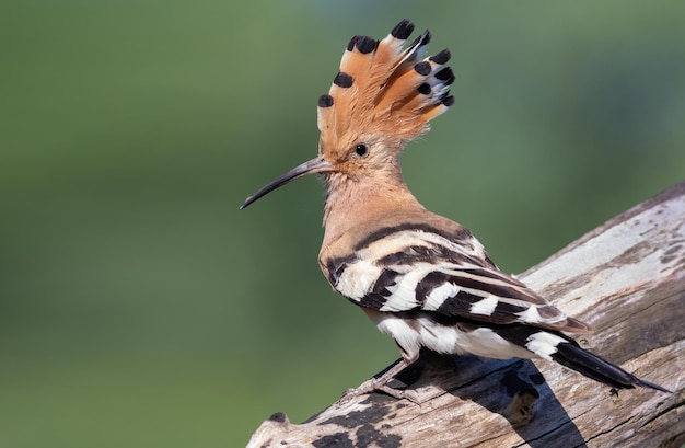 Eurasian hoopoe Upupa epops A bird spreads its crest and sits on a log