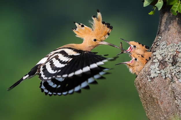 Eurasian hoopoe, upupa epops, feeding chick inside tree in summer nature. Little birds eating from mother from hole in wood during summertime. Feathered animal with crest in flight with worm in beak.