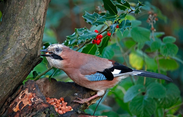 Eurasian jay collecting nuts to cache in the woods