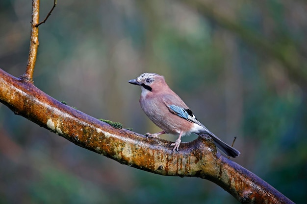 Eurasian jay collecting nuts in the woods