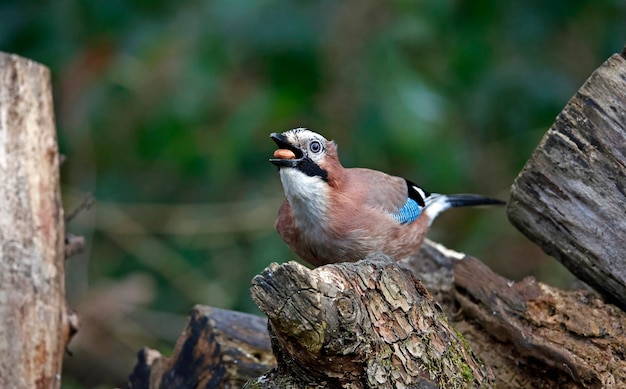 Eurasian jay collecting peanuts to hide in the woods