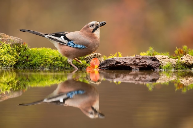 Eurasian jay drinking water from a splash in autumn forest