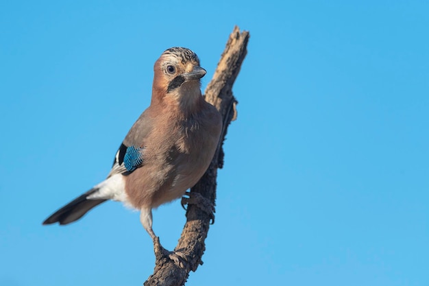 Eurasian Jay (Garrulus glandarius) Cordoba, Spain