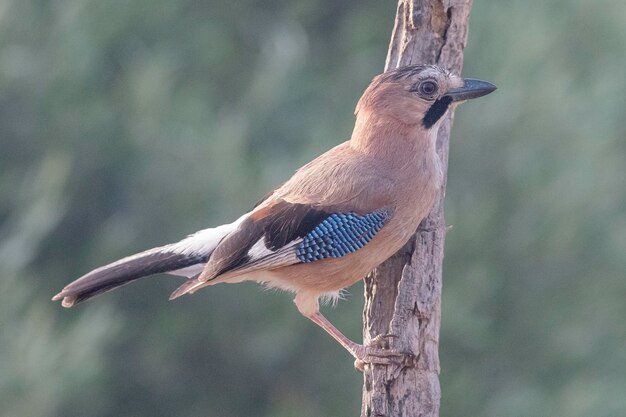 Photo eurasian jay garrulus glandarius cordoba spain