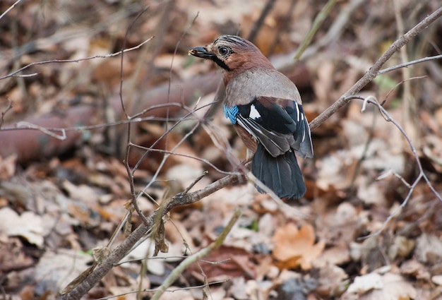 Eurasian Jay Garrulus glandarius in an forest covered with colorful leaves Autumn day in a deep forest