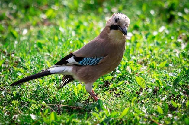 Eurasian jay on green grass