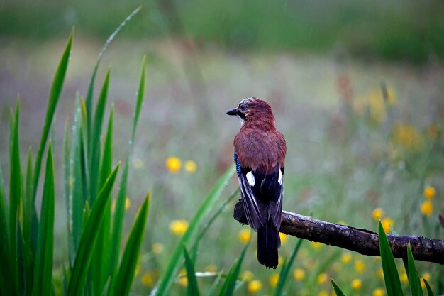 Eurasian jay searching for food in a flower meadow during a rain storm