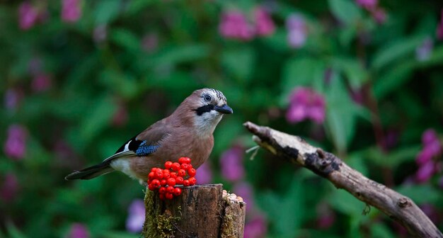 Eurasian jay at a woodland feeding site