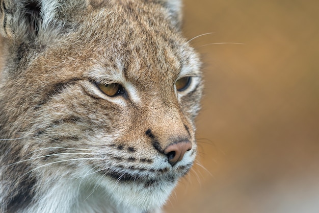 The Eurasian lynx - Lynx lynx - close up portrait of adult animal