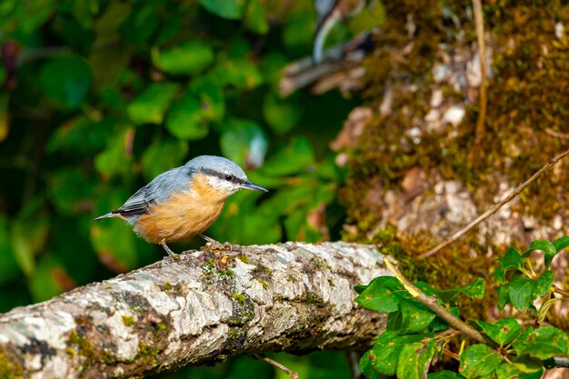 The Eurasian nuthatch on a branch Birds of Central Russia