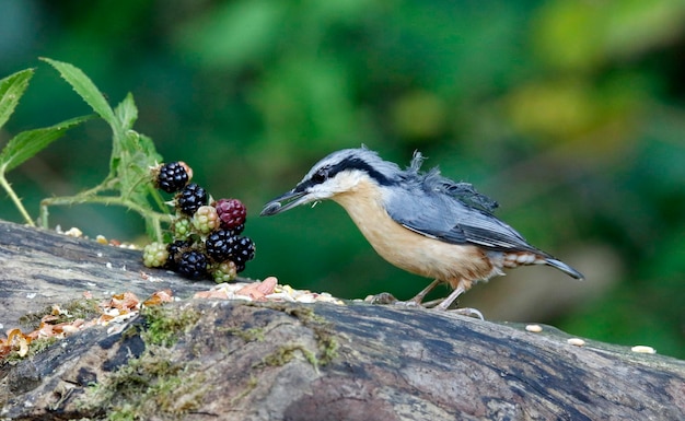 Eurasian nuthatch collecting food from a feeding site