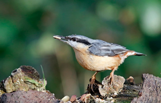 Eurasian nuthatch collecting nuts and seeds in the woods