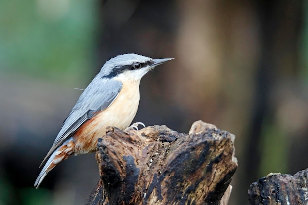 Eurasian nuthatch collecting nuts and seeds in the woods