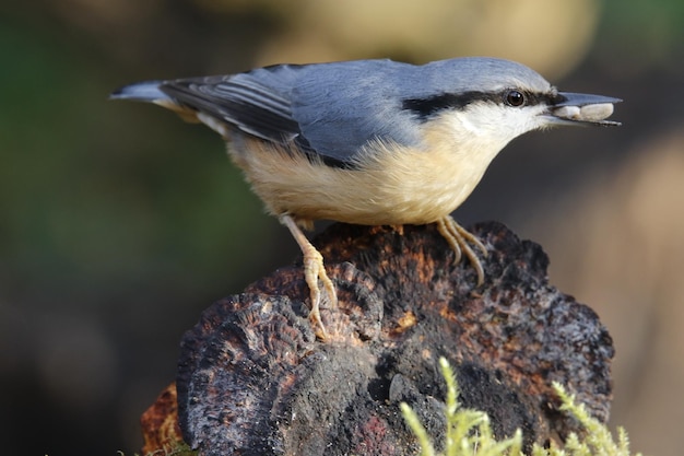 Eurasian nuthatch collecting seeds and nuts at a woodland feeding area.