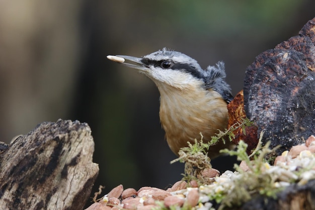 Eurasian nuthatch collecting seeds and nuts at a woodland feeding area.