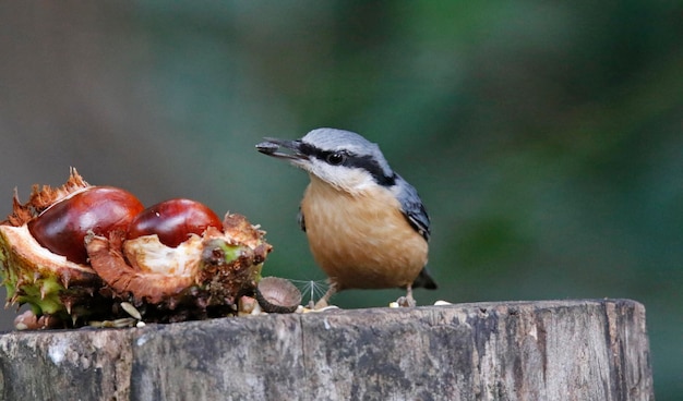 Eurasian nuthatch collecting seeds and nuts at a woodland feeding area.