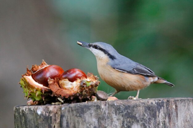 Eurasian nuthatch collecting seeds and nuts at a woodland feeding area.