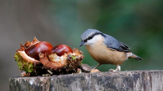 Eurasian nuthatch collecting seeds and nuts at a woodland feeding area.