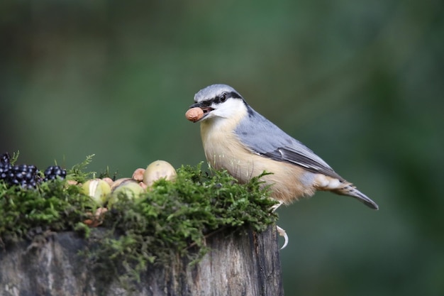 Eurasian nuthatch collecting seeds and nuts at a woodland feeding area.