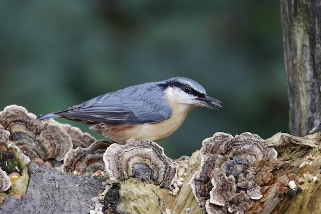 Eurasian nuthatch collecting seeds and nuts at a woodland feeding area.