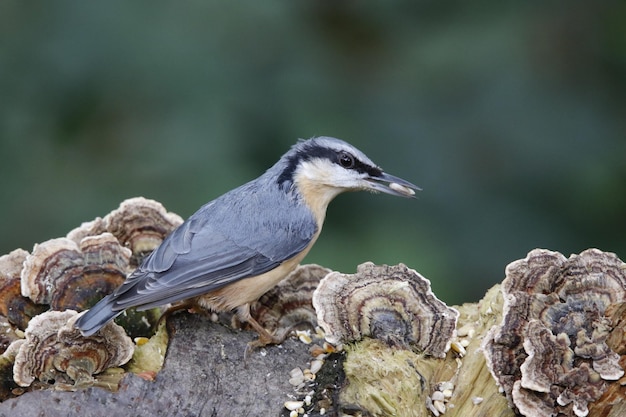 Eurasian nuthatch collecting seeds and nuts at a woodland feeding area.