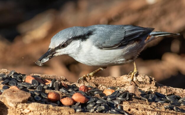 Eurasian nuthatch Sitta europaea A bird sits at the bird feeder holding a seed in its beak