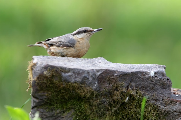 Eurasian nuthatch with the last lights of day