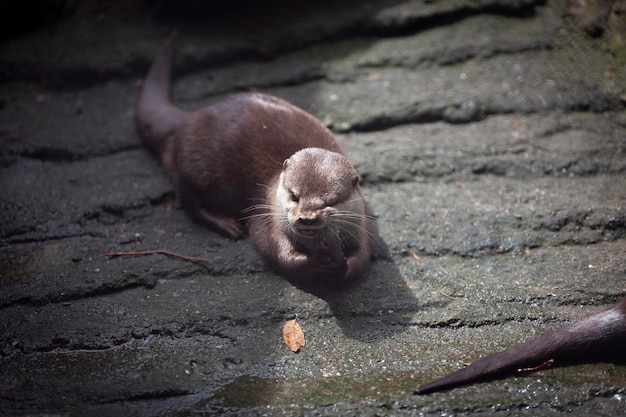 The Eurasian otter Lutra lutra is a semiaquatic mammal native to Eurasia