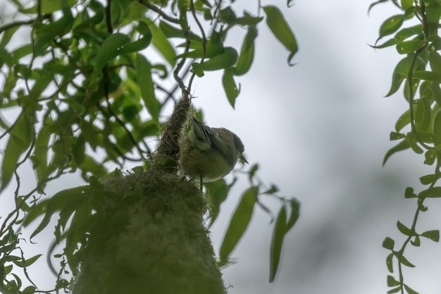 Eurasian Penduline Tit on Nest (Remiz pendulinus)