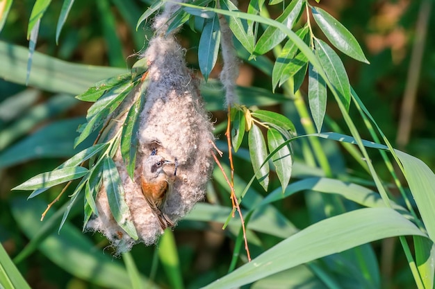 Eurasian Penduline Tit in Nest (Remiz pendulinus)