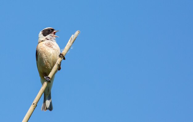 Eurasian penduline tit remiz pendulinus A bird singing on a reed stalk against the sky